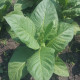 Tobacco seeds «Burley»