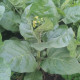 Семена табака «Перуанский Мопачо»