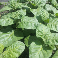 Насіння тютюну «Махорка Вергун»