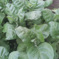 Семена табака «Махорка Елецкая»