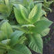 Tobacco seeds «Walkers Broad Leaf»