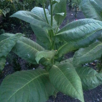 Tobacco seeds «Burley dark strong»