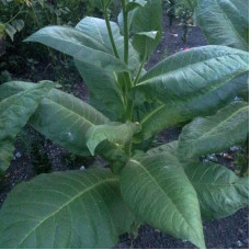 Tobacco seeds «Burley dark strong»