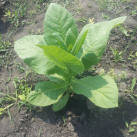 Семена табака «Флорида Суматра»