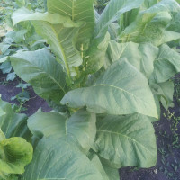 Насіння тютюну «Гавана Зет 992»