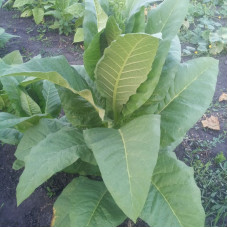 Семена табака «Ориноко»