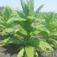 Насіння тютюну «Циммер іспанський»