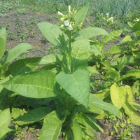 Семена табака «Вирджиния голд»