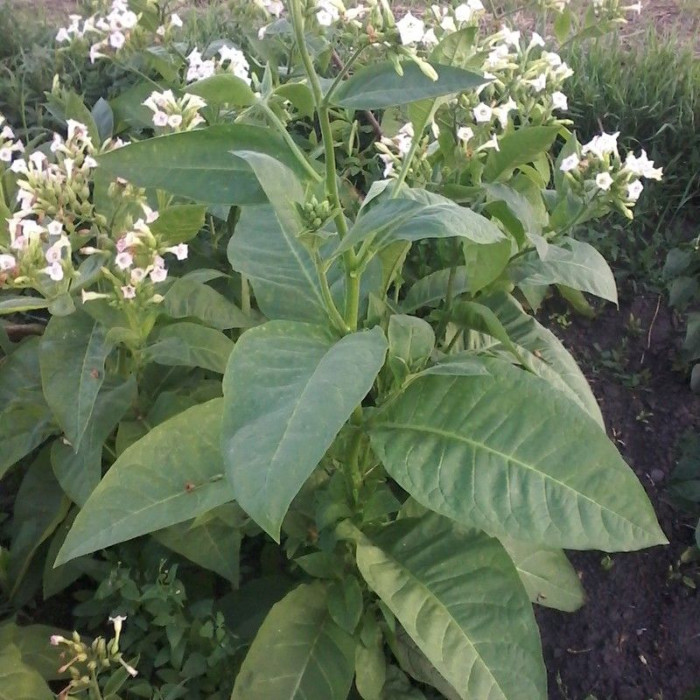 Tobacco seeds «Virginia dark»