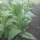 Tobacco seeds «Bolivian Criollo black»