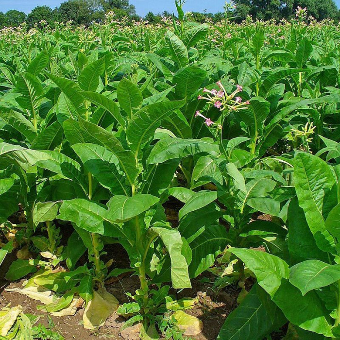 Tobacco seeds «Broadleaf»