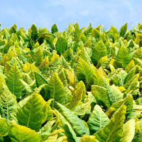 Семена табака «Кентукки»