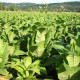 Tobacco seeds «Kentucky»