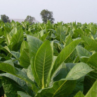 Tobacco seeds «Havana»