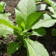 Семена табака «Шелковый лист»