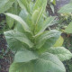 Tobacco seeds «Silk leaf»