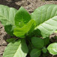 Tobacco seeds «Silk leaf»