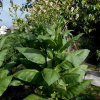 Насіння тютюну «Меріленд»