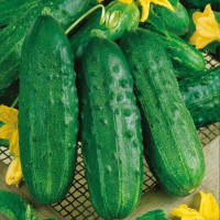 Семена огурца «Самородок» F1