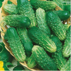 Cucumber seeds «Rufus» F1