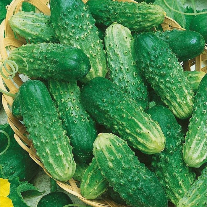 Cucumber seeds «Rufus» F1