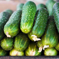 Семена огурца «Анника» F1
