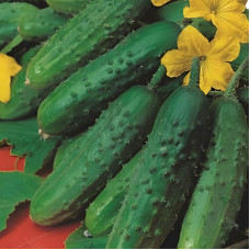 Cucumber seeds «Kyiv dude» F1