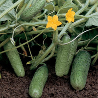 Cucumber seeds «Componist» F1