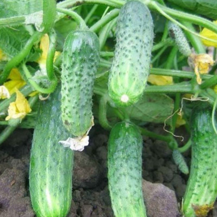 Cucumber seeds «Сrispina» F1