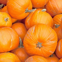 Семена тыквы «Биг Макс»