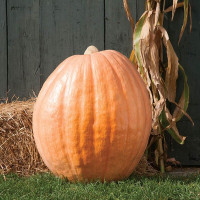 Pumpkin seeds «Atlantic gigant»