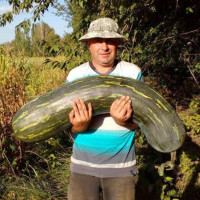 Семена тыквы «Лунга Пиена ди Наполи»