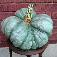 Pumpkin seeds «Triamble»