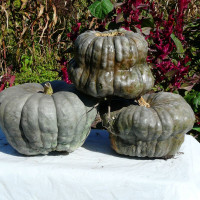 Семена тыквы «Голубая из Квинсленда»