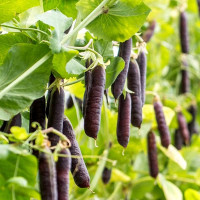 Насіння гороху «Блаушок фіолетовий»