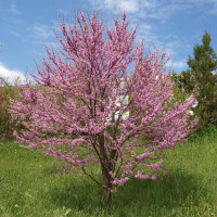 Семена багрянника европейского