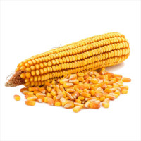 Насіння кукурудзи «Достаток MB» F1