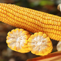 Семена кукурузы «Амарок» F1