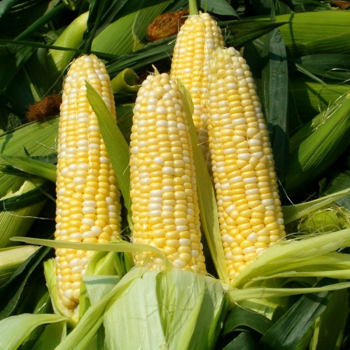Corn seeds «Delicacy»