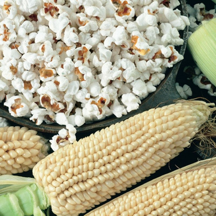 Насіння кукурудзи попкорн «Білий»