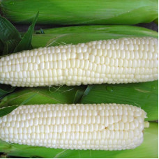 Corn seeds «Andriivska» F1 (White Rabbit)