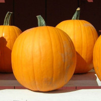 Pumpkin seeds «Gilea»