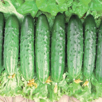 Насіння огірка «Квітневий» F1