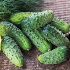 Cucumber seeds «Krak» F1