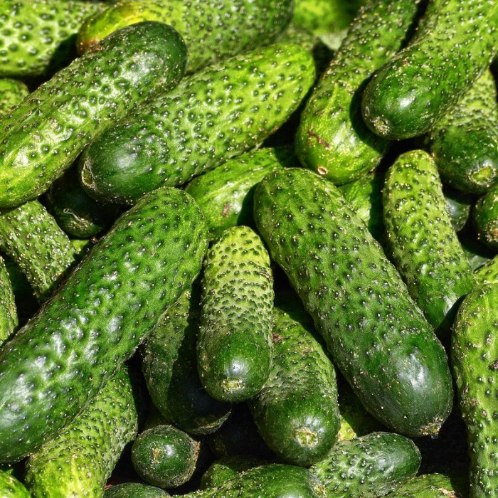 Cucumber seeds «Maksim» F1