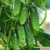 Насіння огірка «Титус» F1