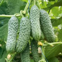 Cucumber seeds «Aladdin» F1