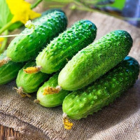 Семена огурца «Голубчик» F1