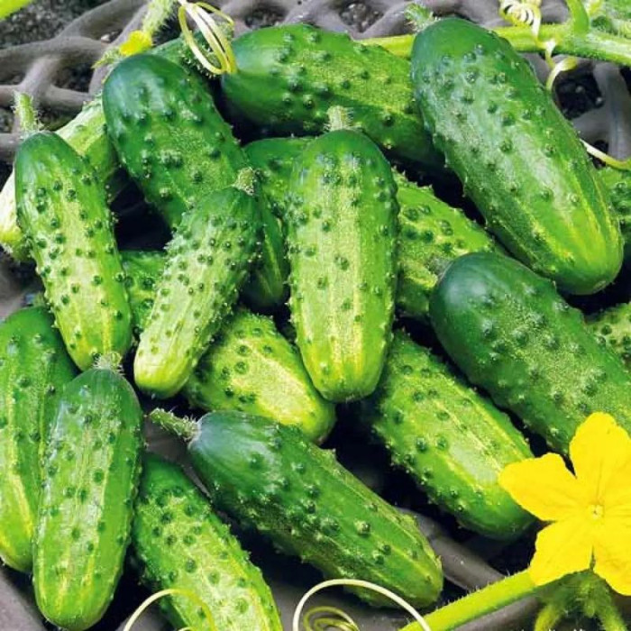 Cucumber seeds «Brigade» F1