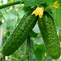 Семена огурца «Сквирский» F1